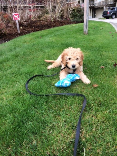 What’s Missing in Leash Training for Dogs